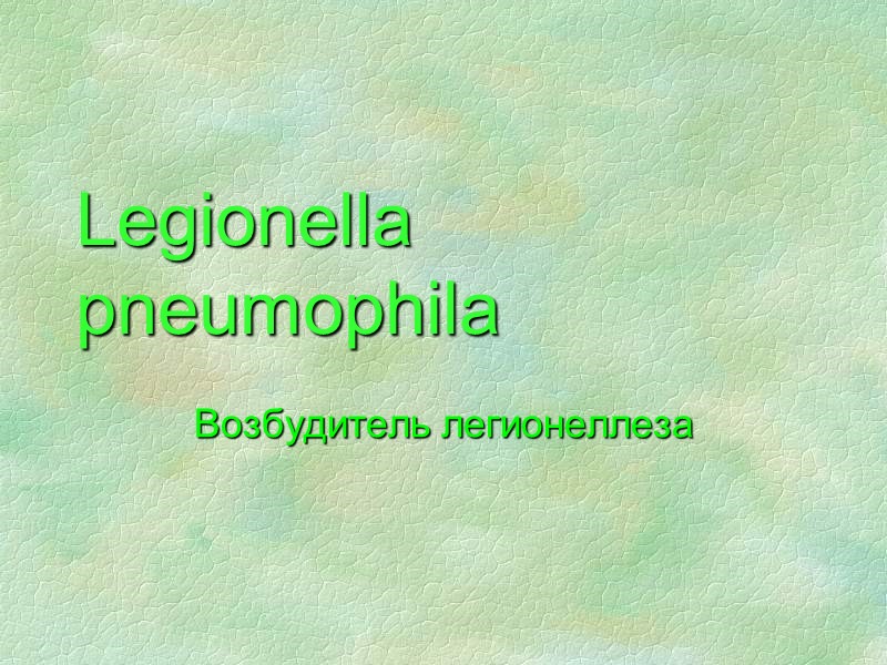 Legionella pneumophila Возбудитель легионеллеза
